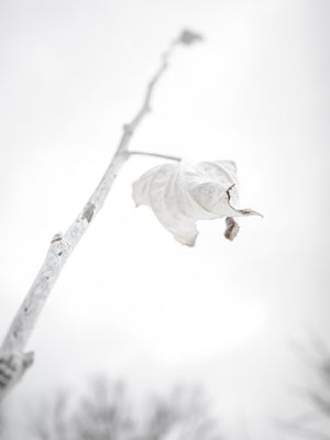 Line of Sight: Photographic Visual Literacy - Spring 2026