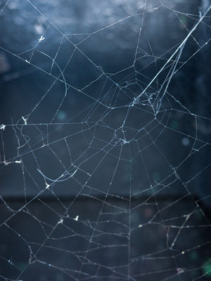 Line of Sight: Photographic Visual Literacy - Spring 2026