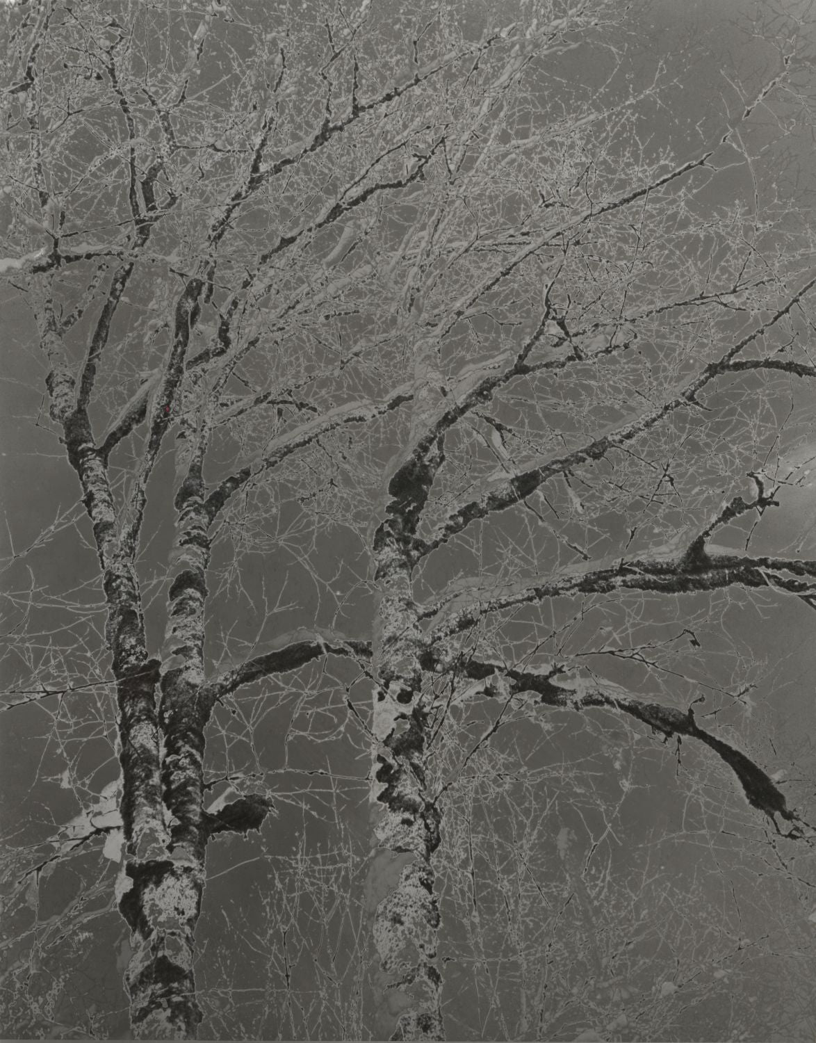 Special Effects: Creative Darkroom Techniques - Summer 2026