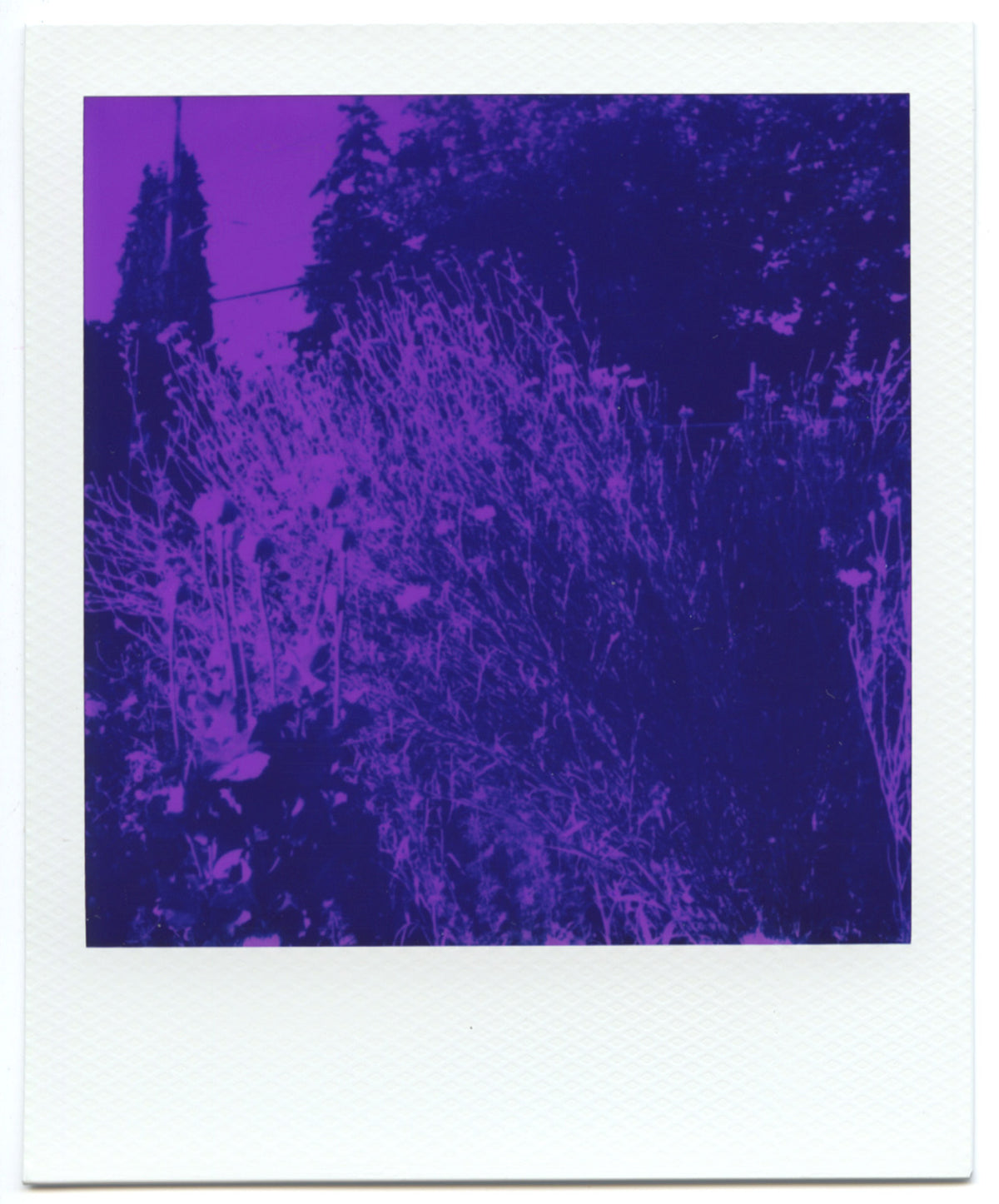 Ari Kasprowicz - CTL 2026 Print, $25