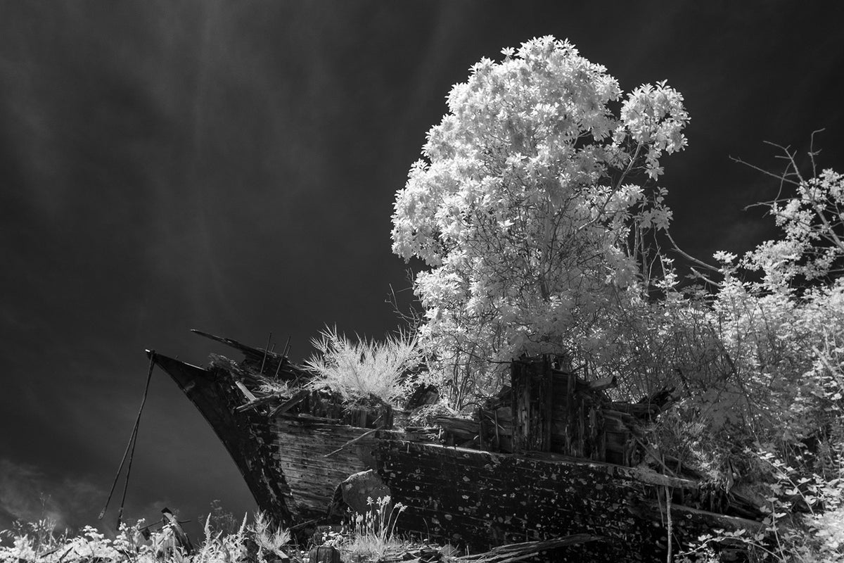 Lux Natura - CTL 2026 Print, $25