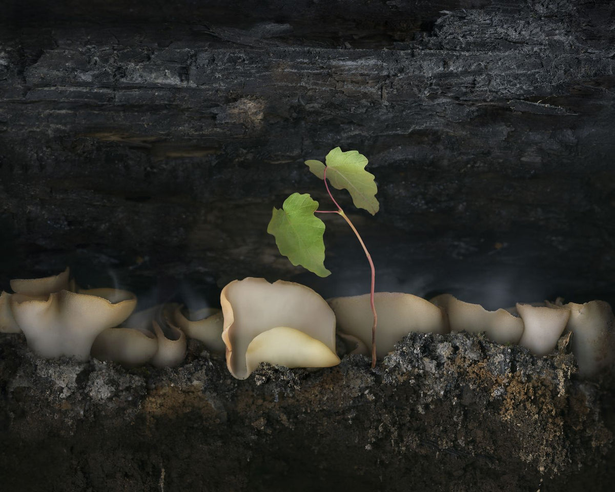 - CANCELED - Photography III: Digital - Fall 2025