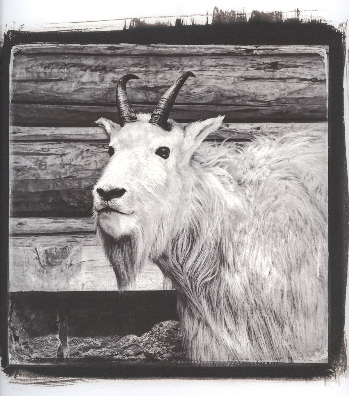 Matt Ragen - CTL 2026 Print, $25