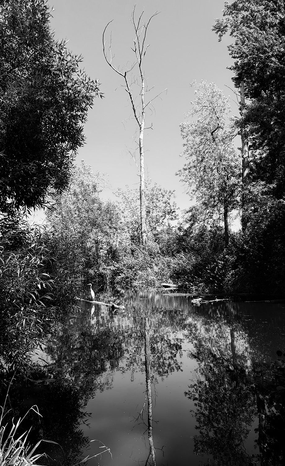 Michael Buschmann - CTL 2026 Print, $25