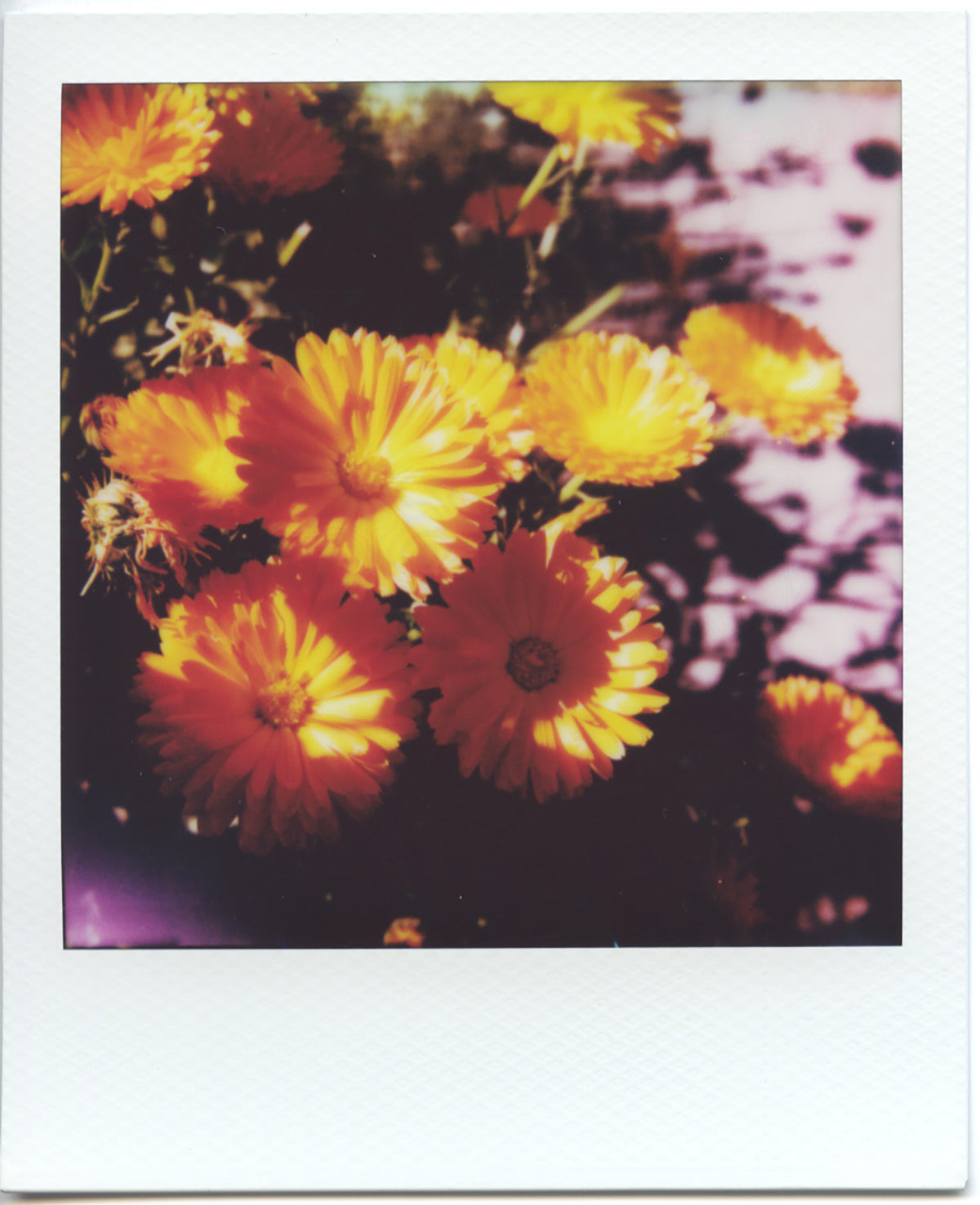 Sarah LaTour - CTL 2026 Print, $25