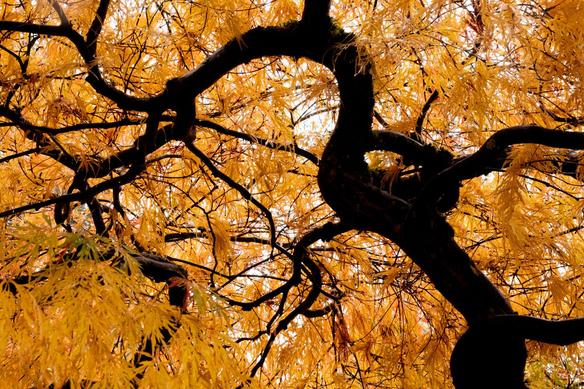 *WAIT-LIST* - Photographing Autumn Colors at Kubota Garden - Fall 2025