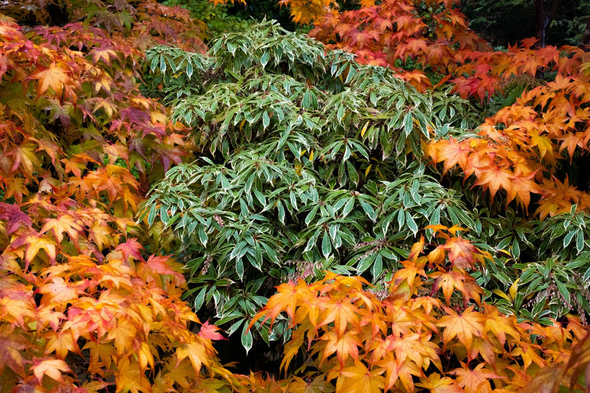 *WAIT-LIST* - Photographing Autumn Colors at Kubota Garden - Fall 2025