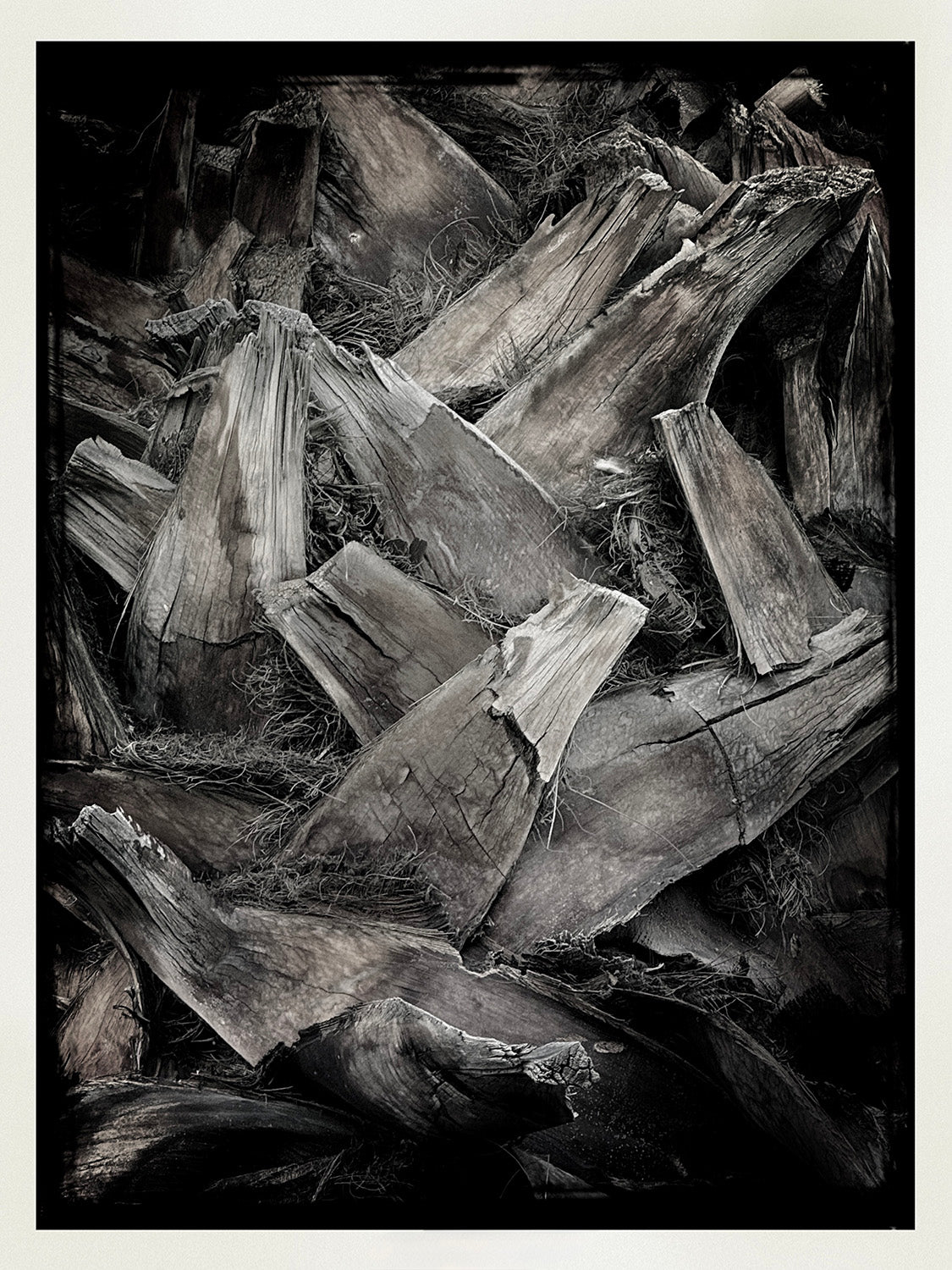 Tracy Frankel - CTL 2026 Print, $25