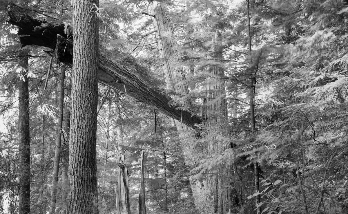 Landscape as Language: Developing Meaning in Place, a Masterclass with Daniel Gregory - Fall 2026