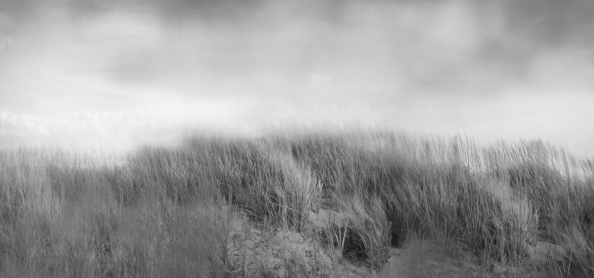 The Sea Grasses, 2021