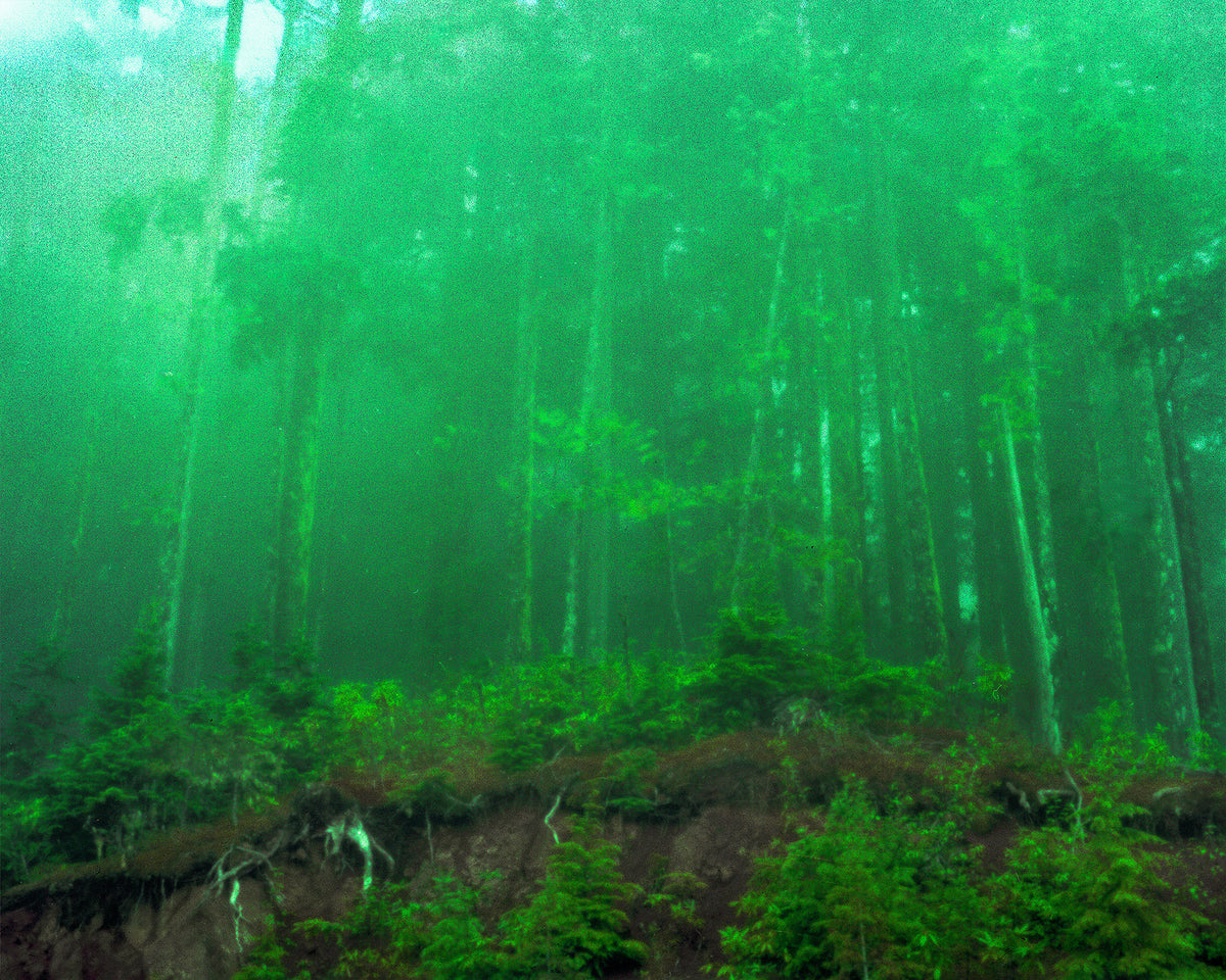 The Green Phantasma, 2014