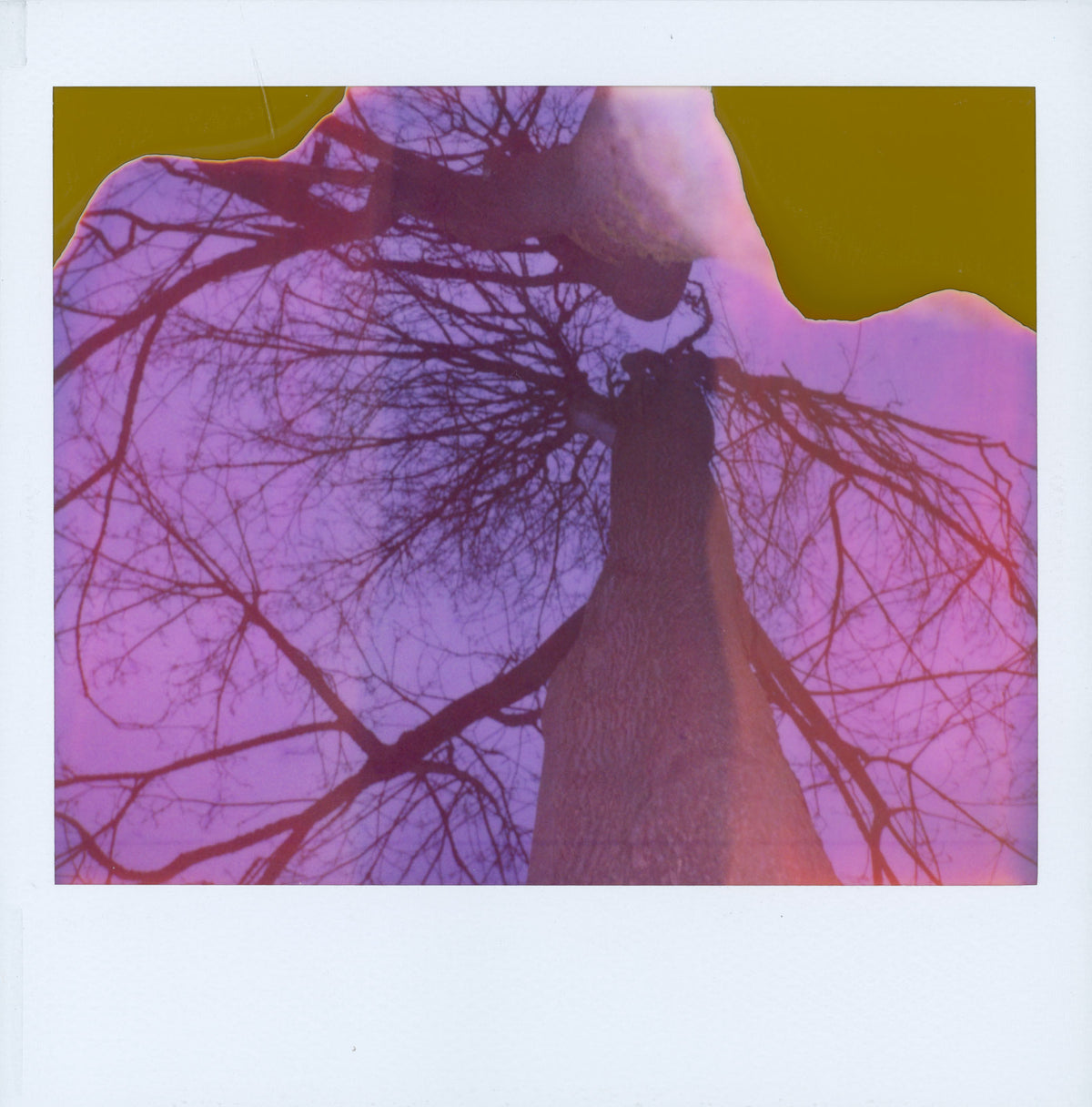 Jenny Riffle, Polaroid 11, 2021 (from the series "The Woods Enclose")