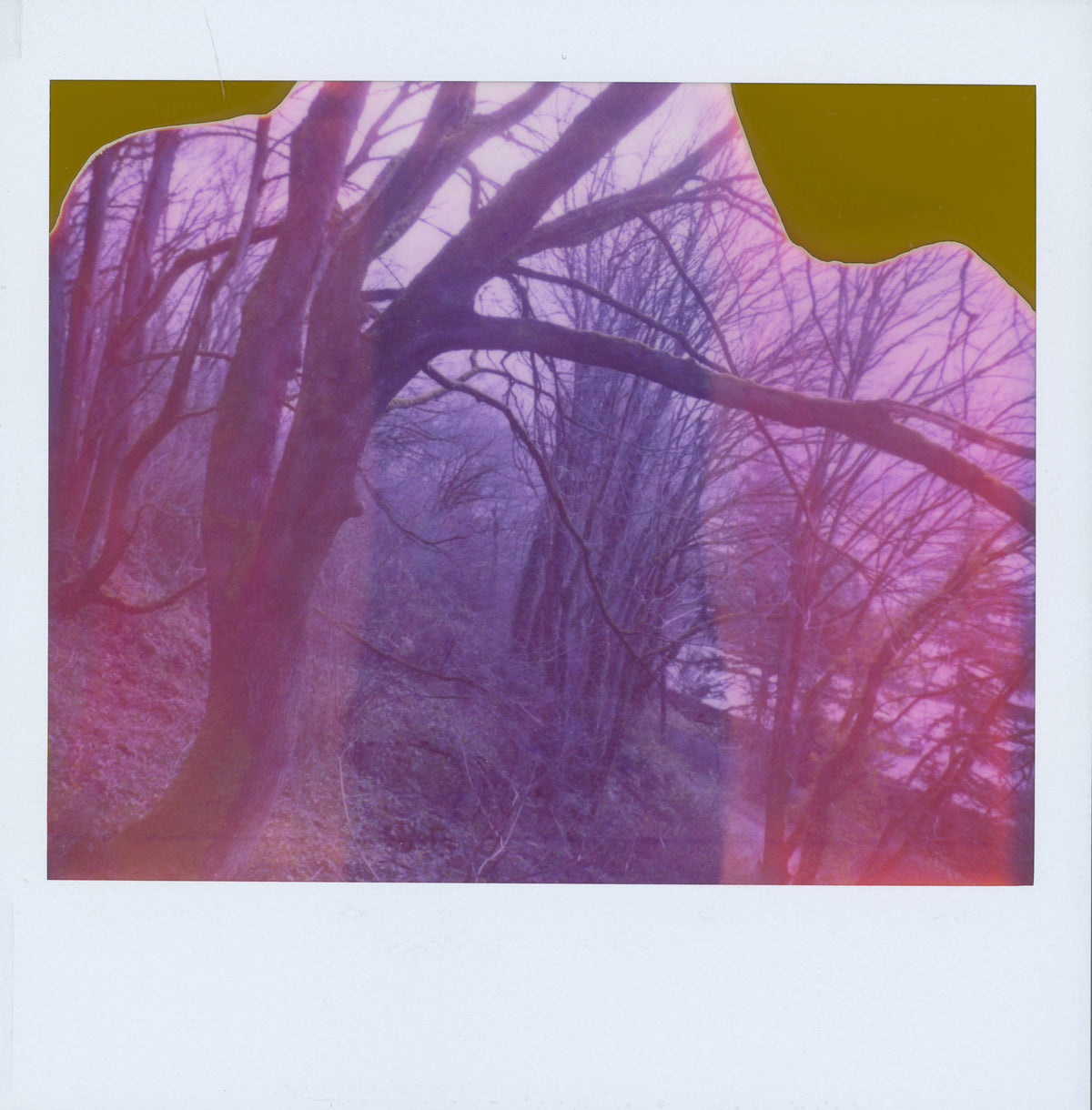 Jenny Riffle, Polaroid 1, 2021 (from the series "The Woods Enclose")