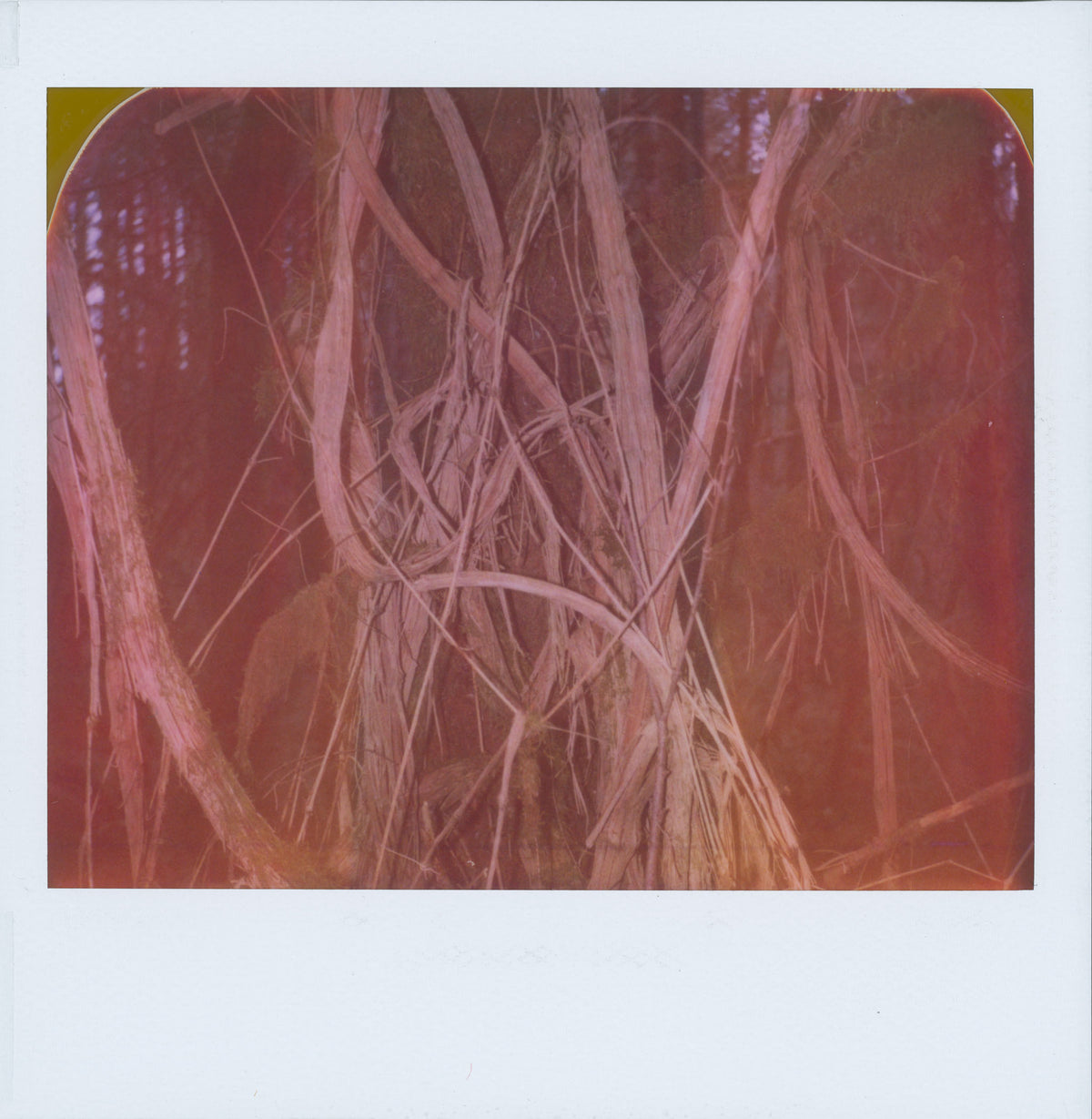 Jenny Riffle, Polaroid 3, 2021 (from the series "The Woods Enclose")