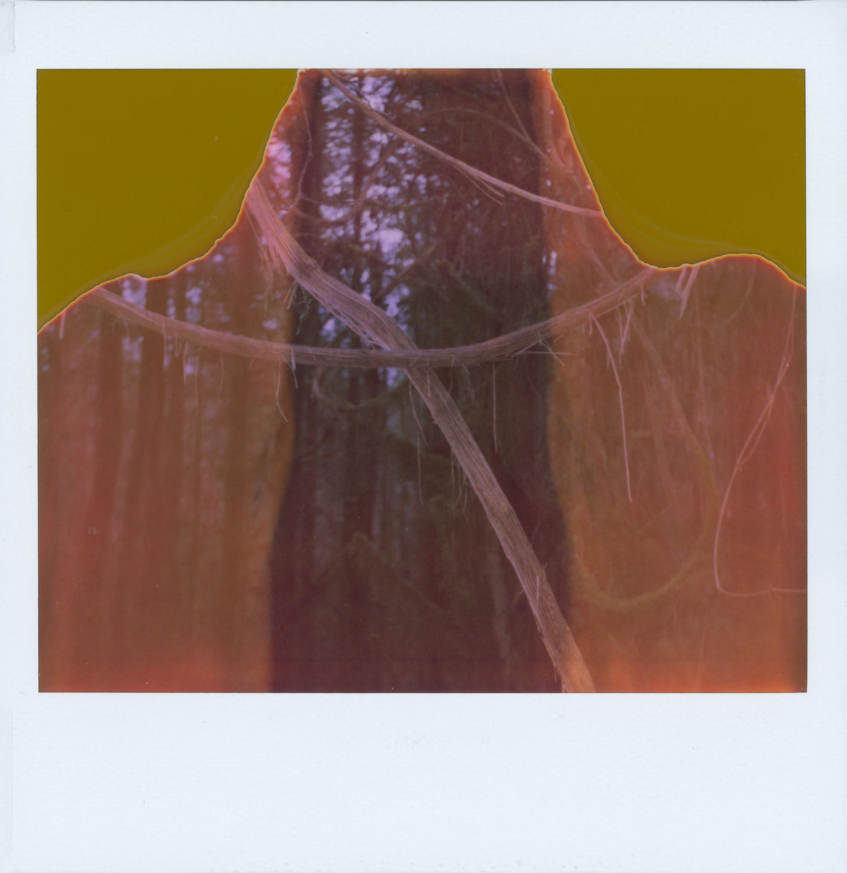 Jenny Riffle, Polaroid 4, 2021 (from the series "The Woods Enclose")