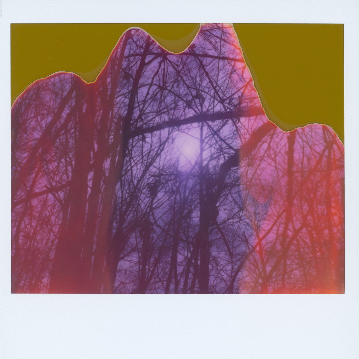 Jenny Riffle, Polaroid 8, 2021 (from the series "The Woods Enclose")