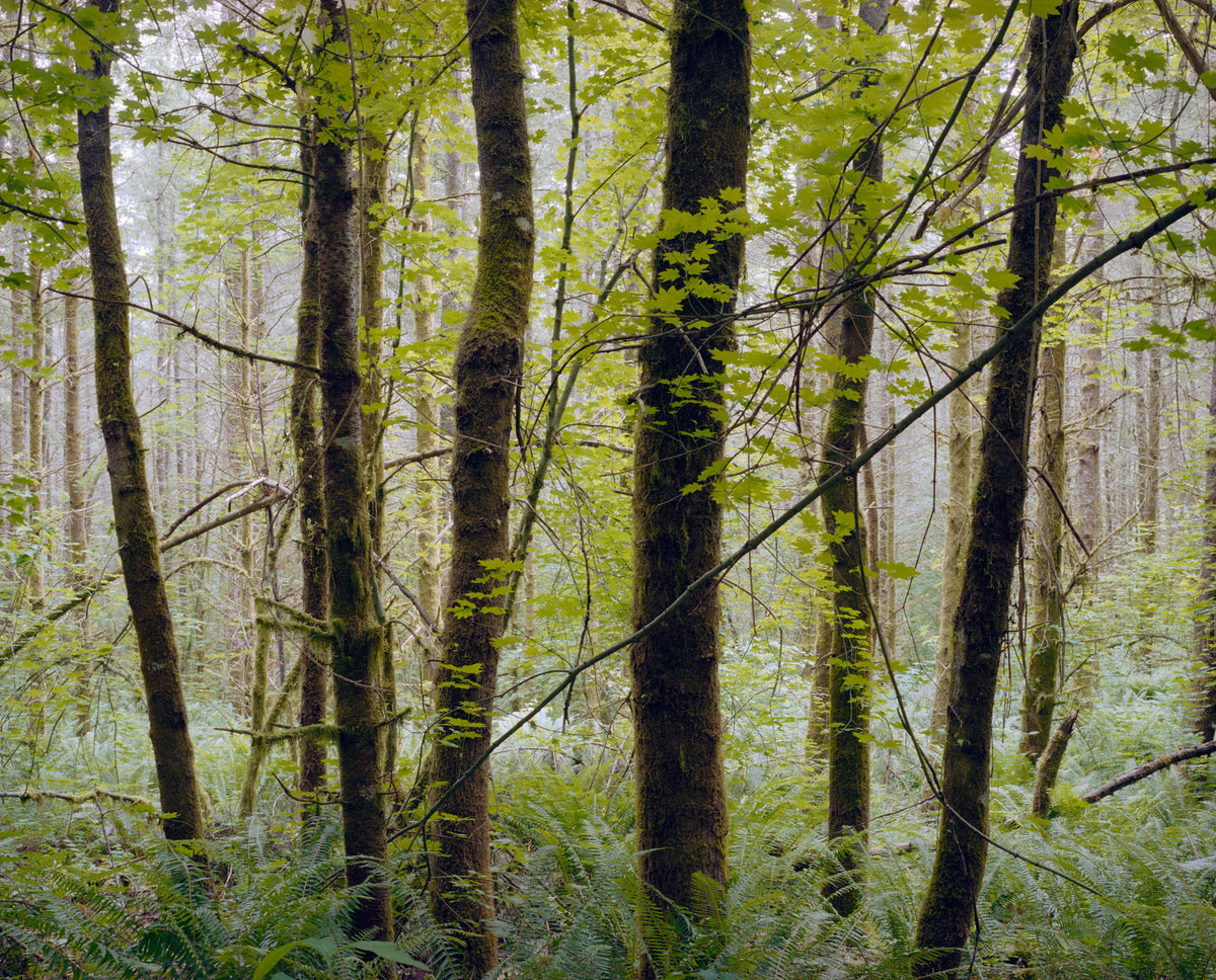 Jenny Riffle, Primordial #3, 2019