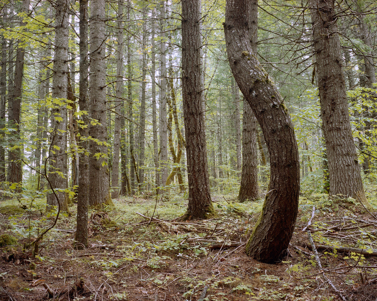 Jenny Riffle, Primordial #7, 2019