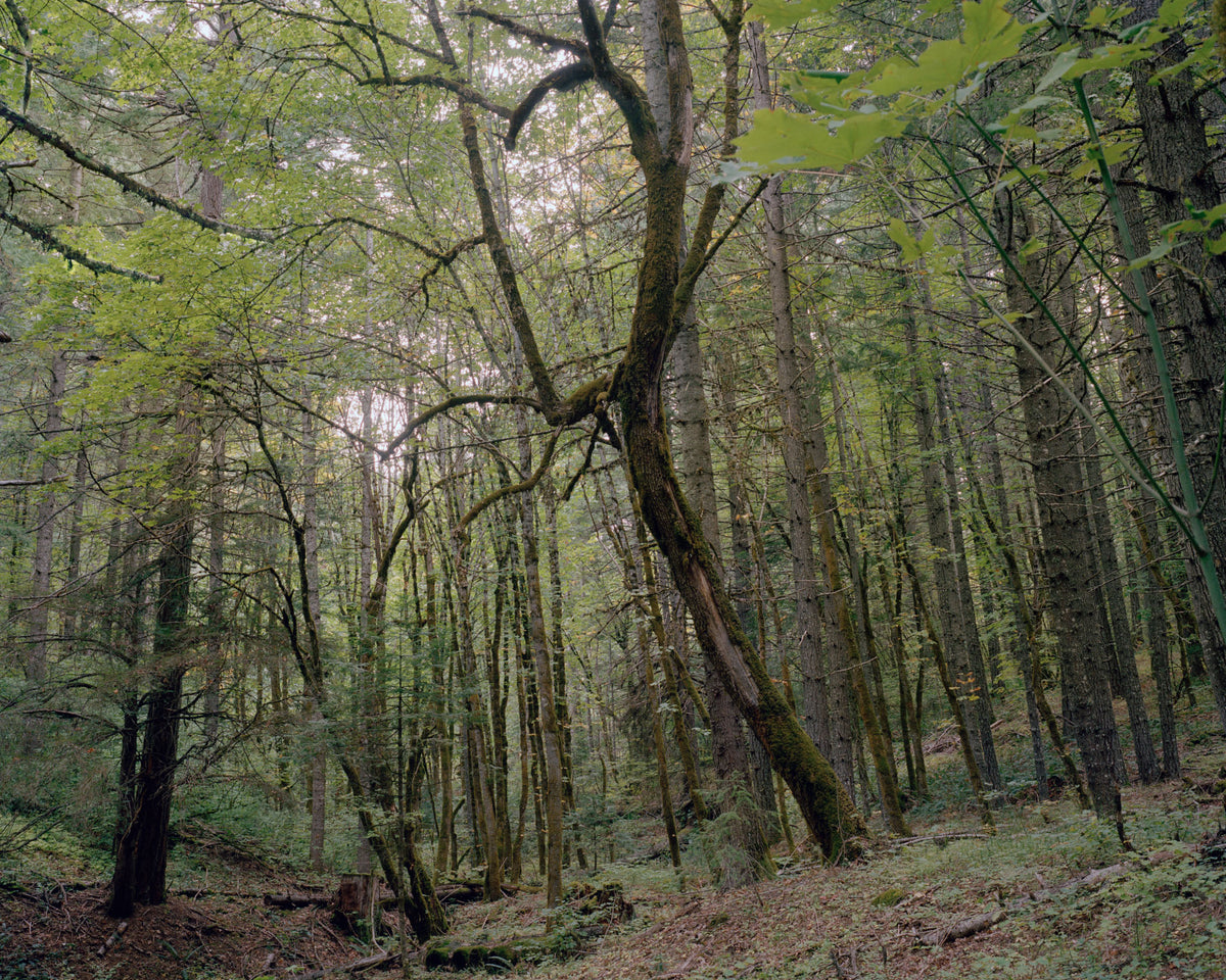 Jenny Riffle, Primordial #8, 2019