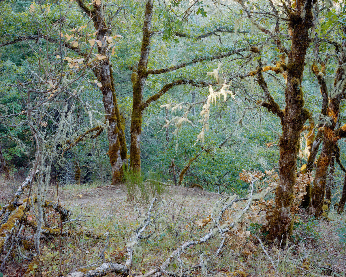 Jenny Riffle, Primordial #9, 2019