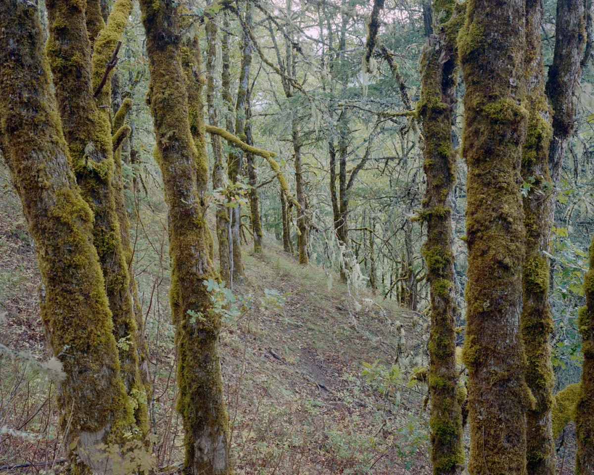 Jenny Riffle, Primordial #10, 2019