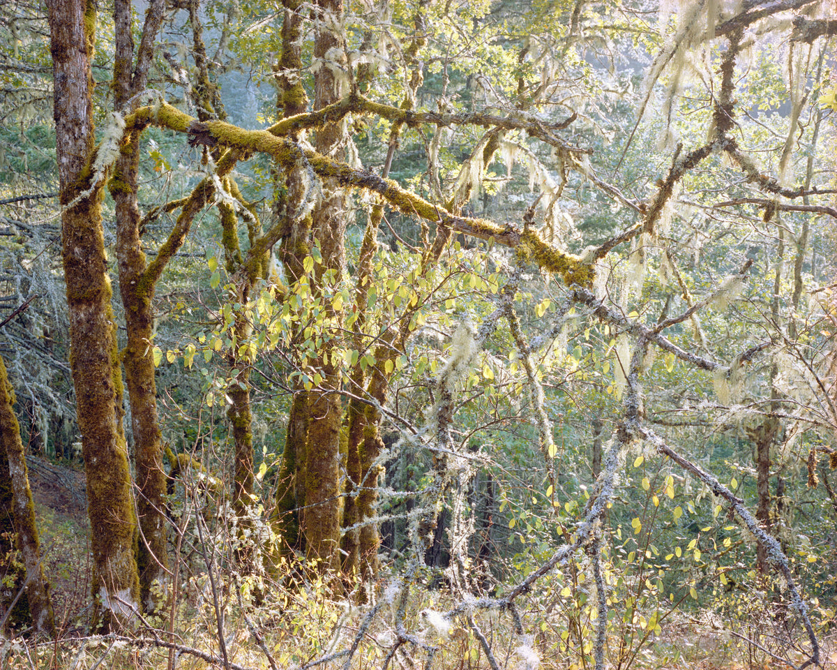 Jenny Riffle, Primordial #11, 2019