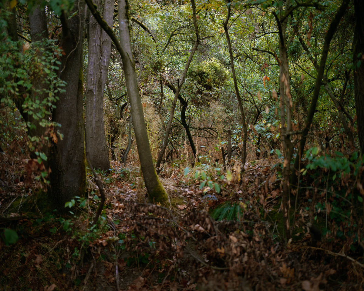 Jenny Riffle, Primordial #14, 2018