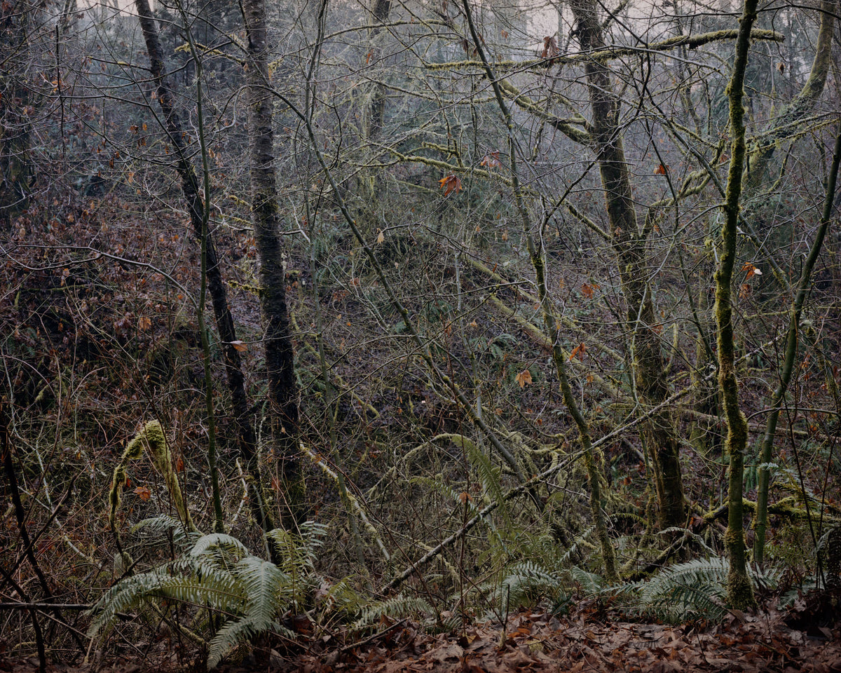 Jenny Riffle, Primordial #15, 2018