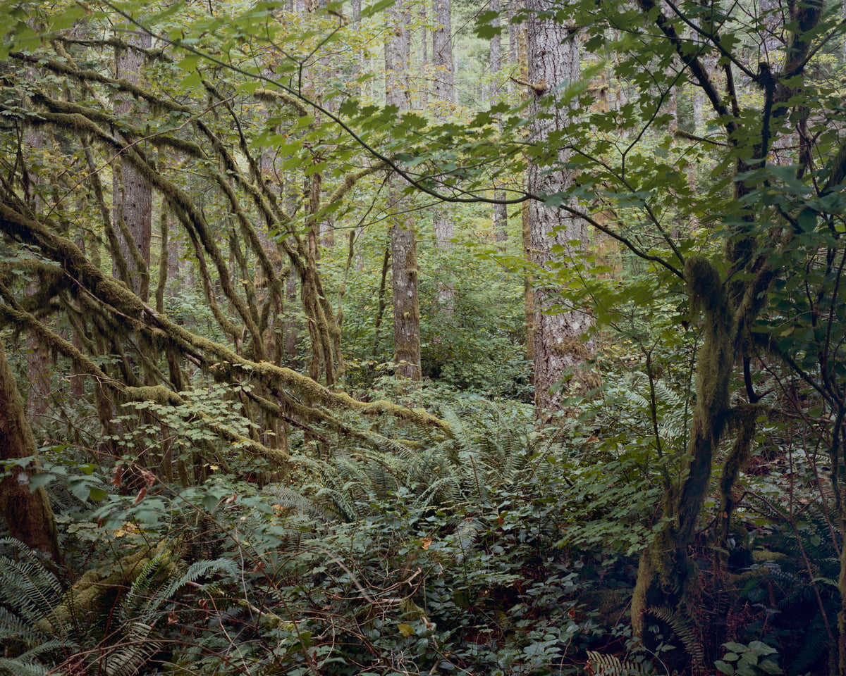 Jenny Riffle, Primordial #16, 2018