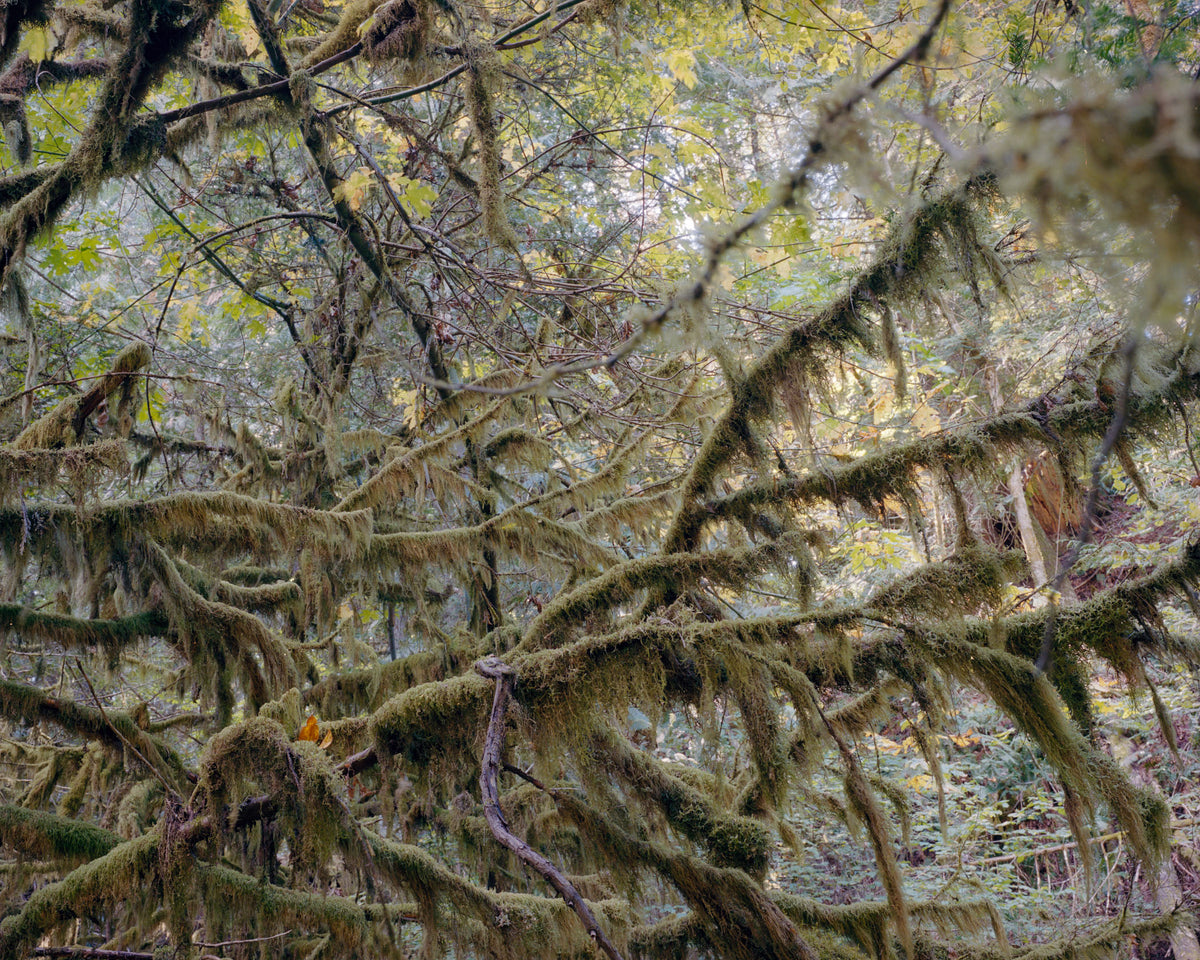 Jenny Riffle, Primordial #17, 2019