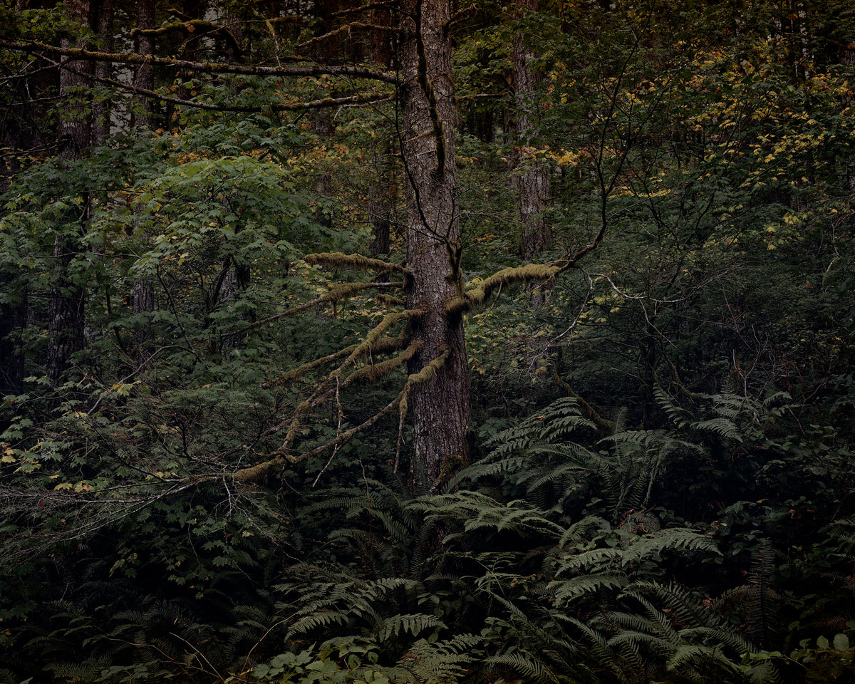 Jenny Riffle, &quot;These Arms Reaching&quot;, 2018