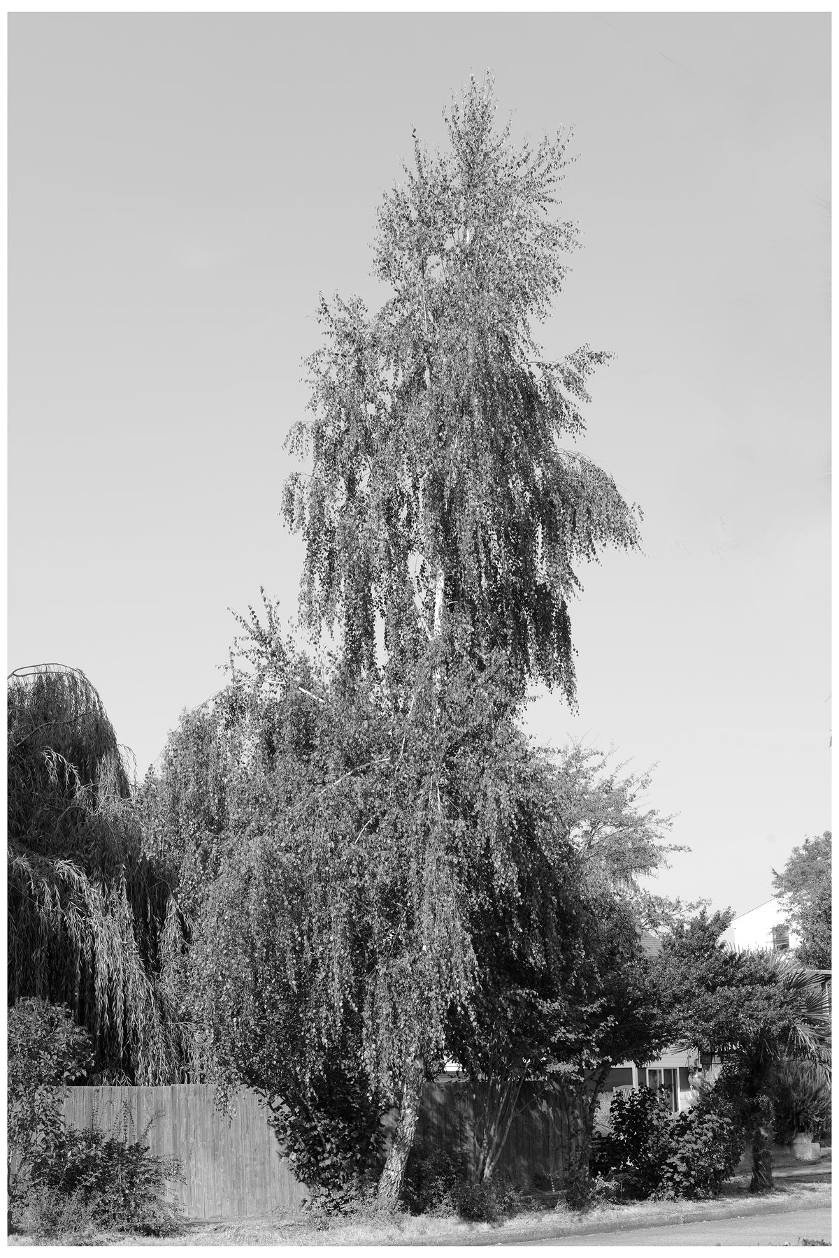 Jon Feinstein, Untitled (05) from the series, &quot;Breathers, After Alzheimer&#39;s&quot;