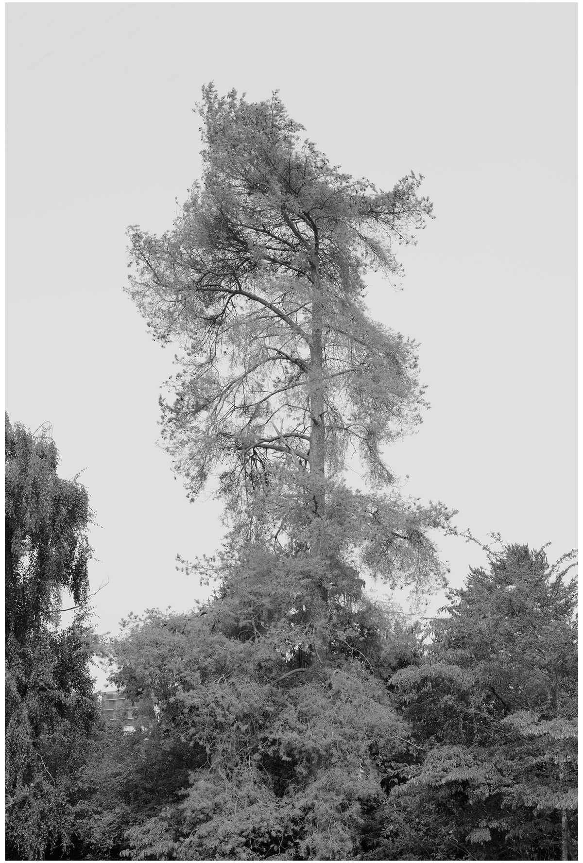 Jon Feinstein, Untitled (06) from the series, &quot;Breathers, After Alzheimer&#39;s&quot;