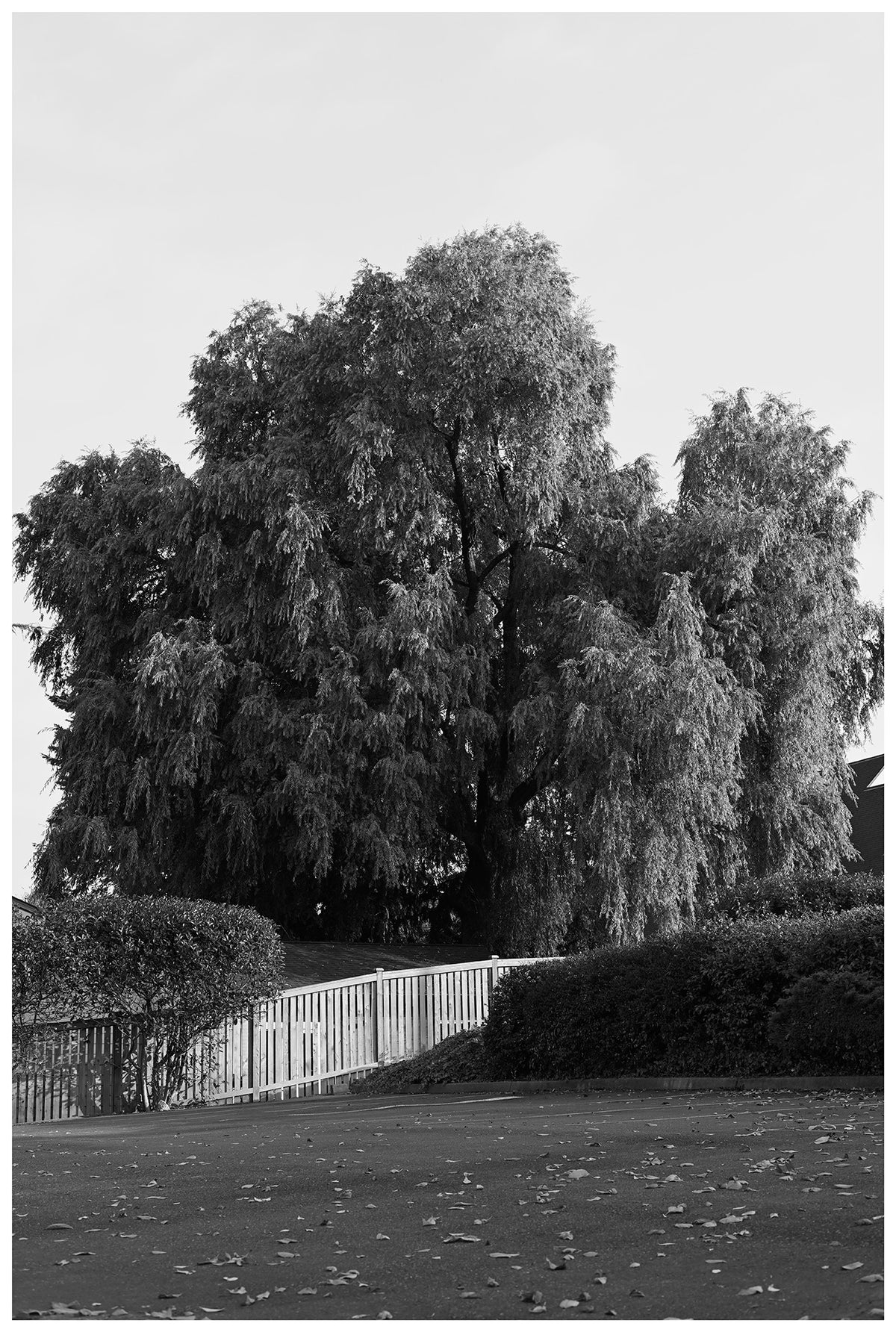 Jon Feinstein, Untitled (18) from the series, "Breathers, After Alzheimer's"