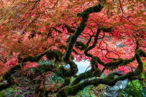 Photographing Autumn Colors at Kubota Garden - Fall 2024