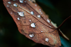 Photographing Autumn Colors at Kubota Garden - Fall 2024