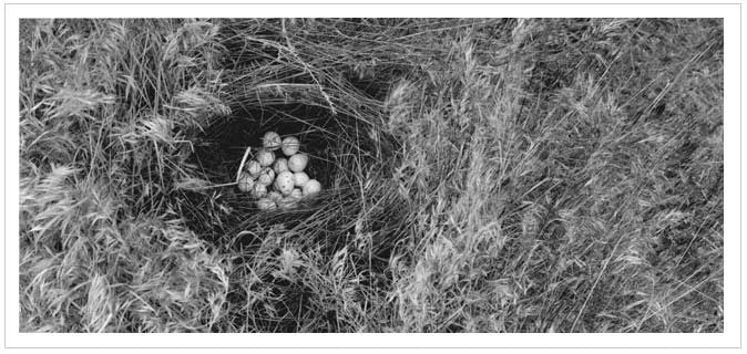 Peter de Lory - Collect