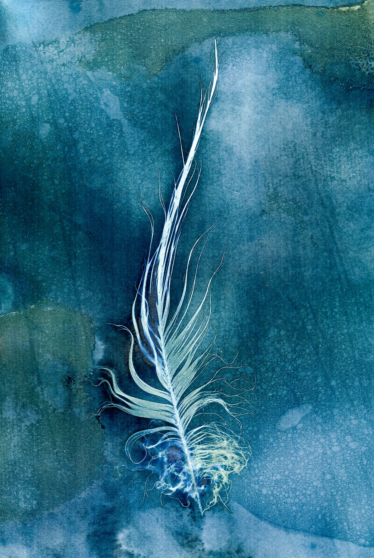 Wet Cyanotype Printing - Summer 2026