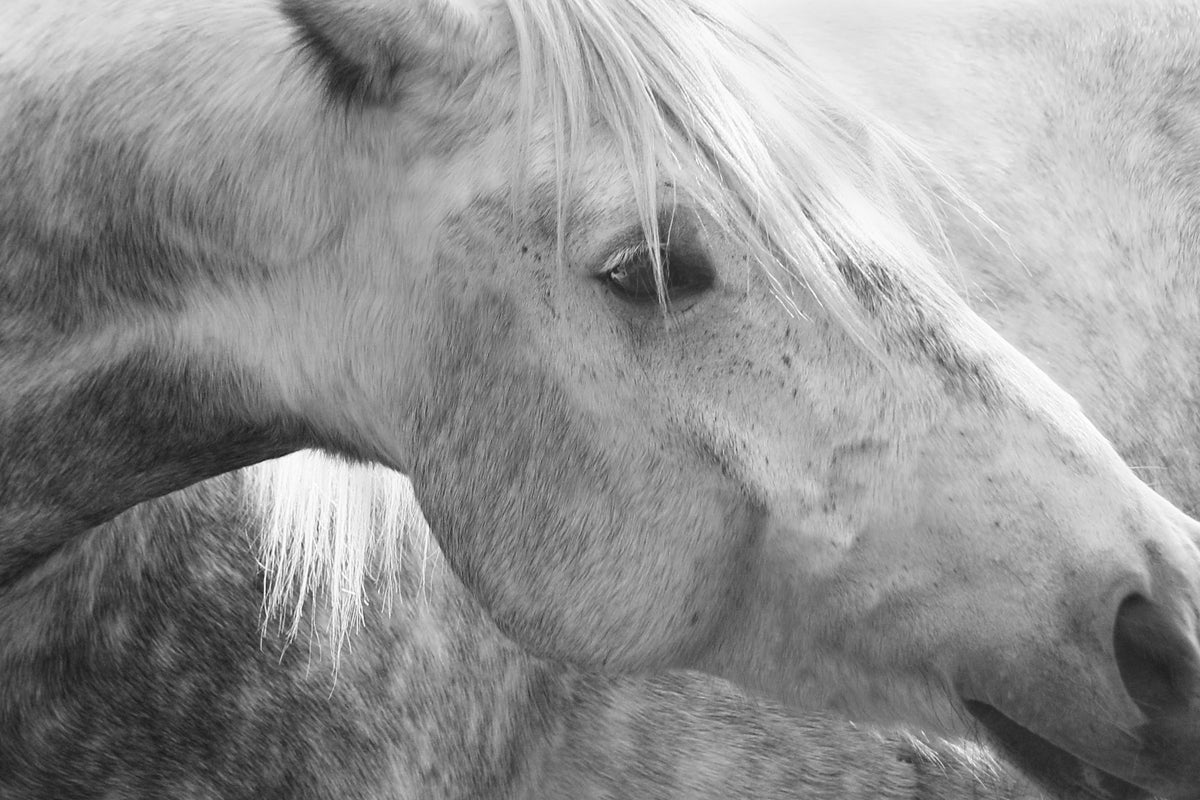 Photography II: Black and White – Spring 2026